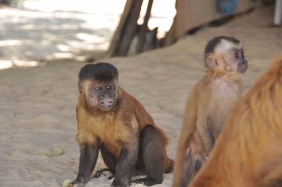 O macaco-prego, presente em Vassouras, região de Atins, nos Lençóis Maranhenses - MA